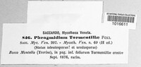 Frommeella tormentillae image